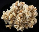 Red-Orange Bladed Selenite Crystals on Matrix - Mexico #45193-1